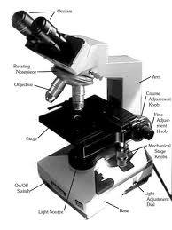 Compound Light Microscope - Cell structure and function